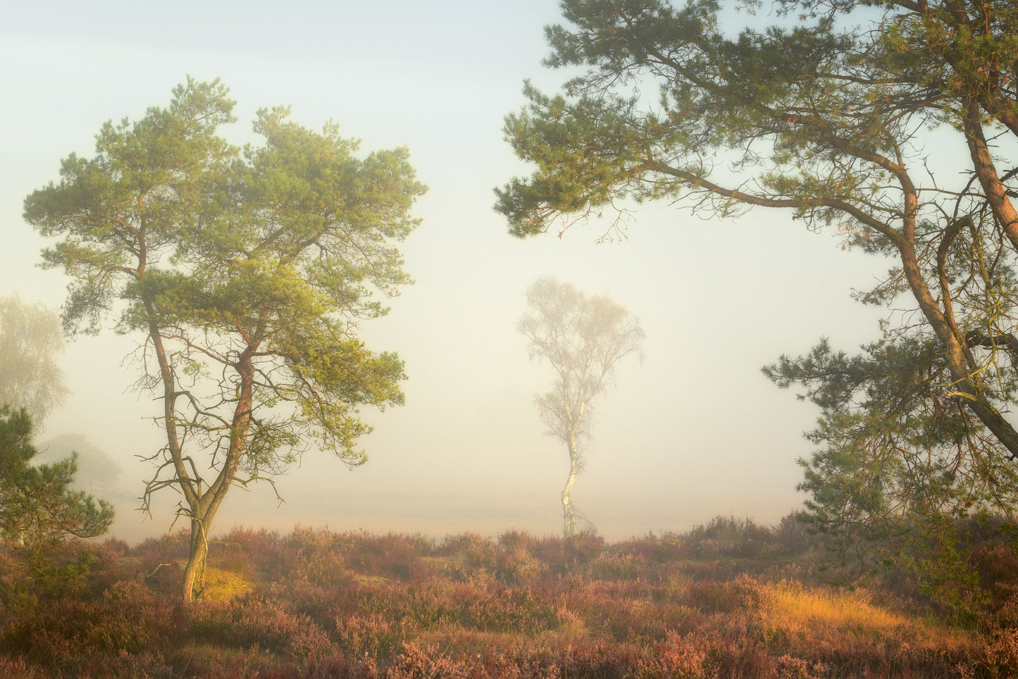 FOTOWANDELING KALMTHOUTSE HEIDE