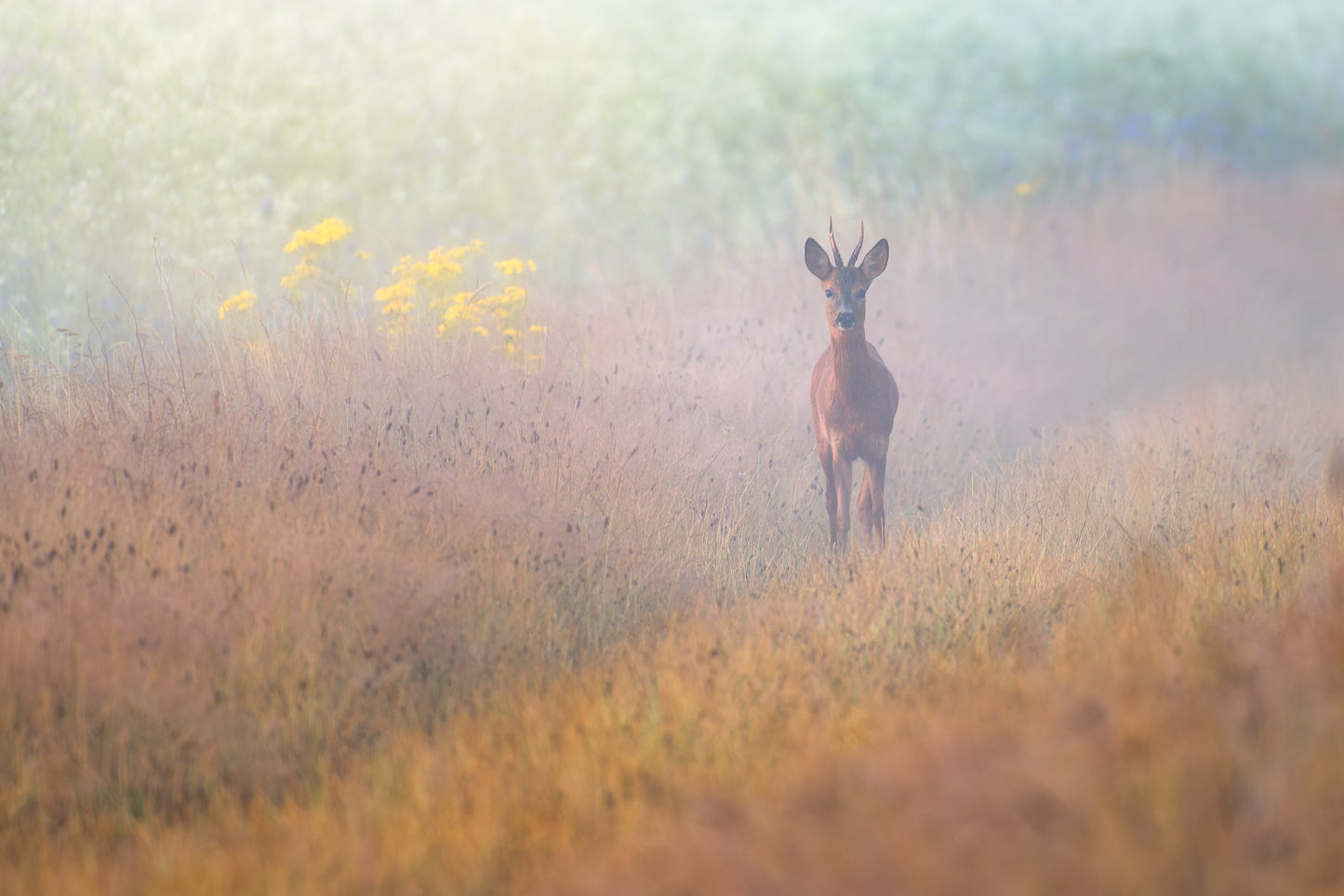 FOTOWANDELING LANDGOED BAEST