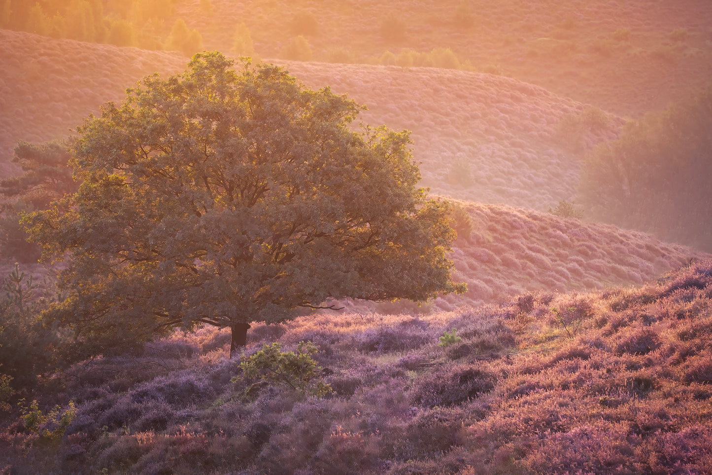 WORKSHOP HEIDE FOTOGRAFEREN