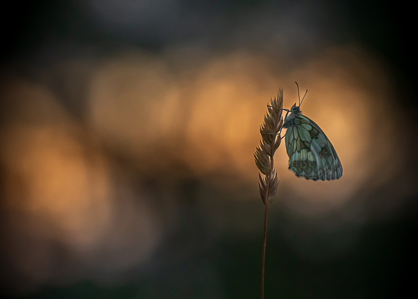 WORKSHOP MACRO FOTOGRAFIE