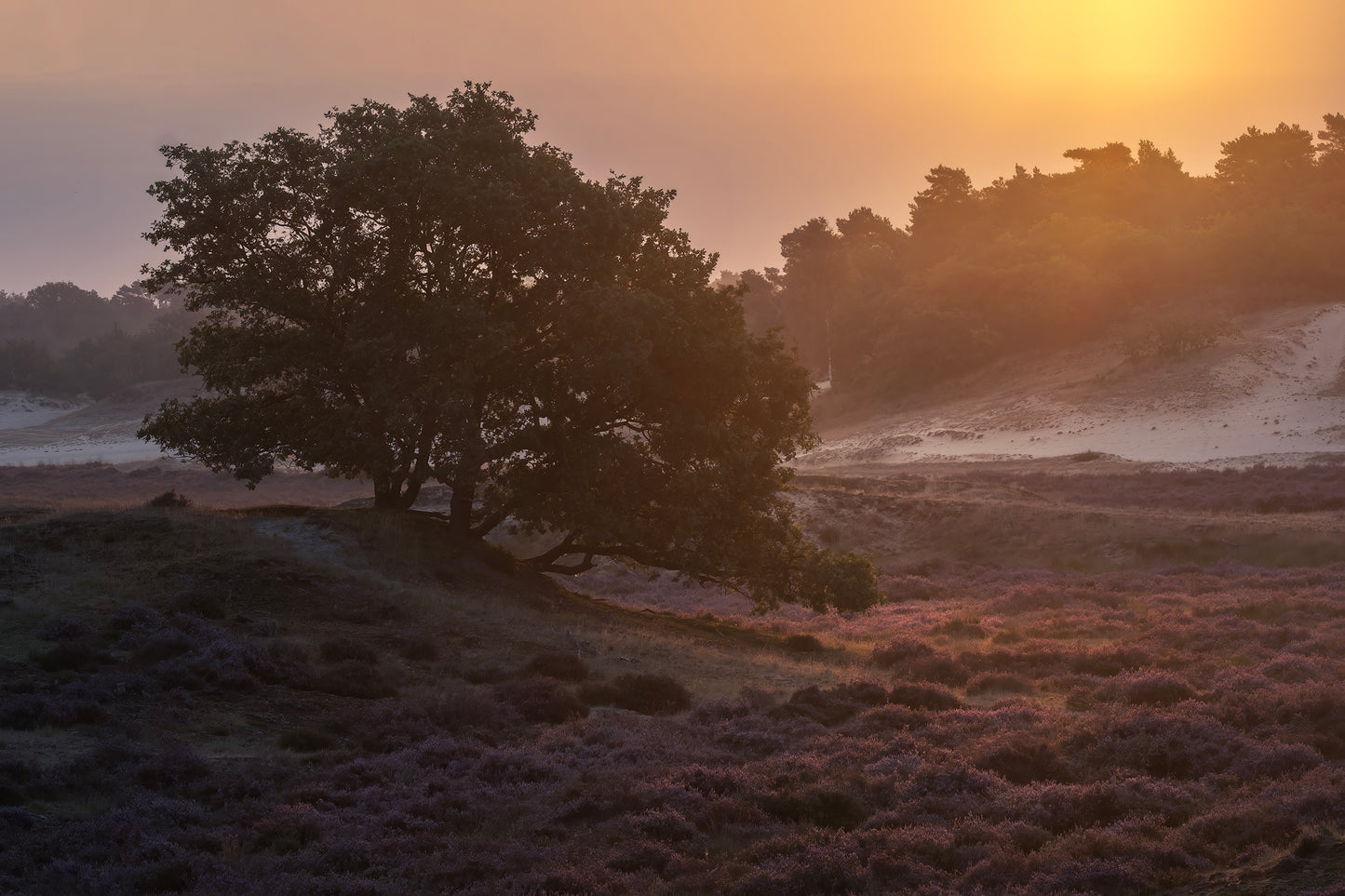 FOTOWANDELING DRUNENSE DUINEN