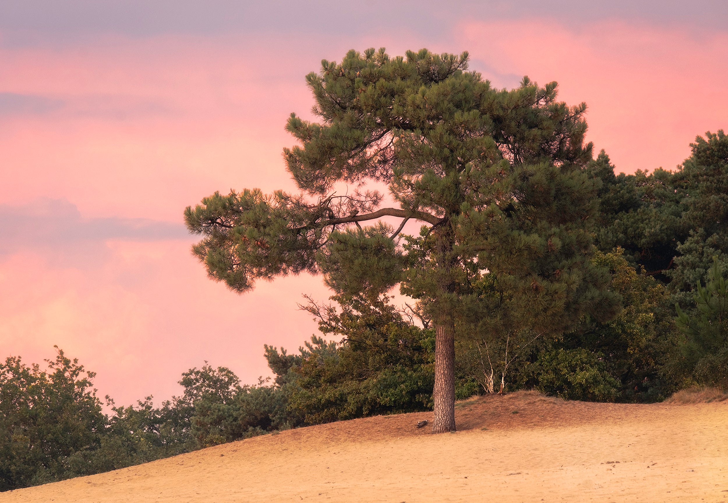 THIS WAY_DRUNENSE DUINEN 1